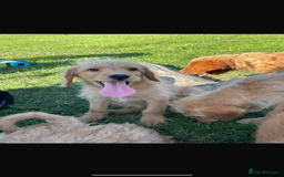 Mini Goldendoodle dogs for sale: F1 Goldendoodle puppies  - Image 9
