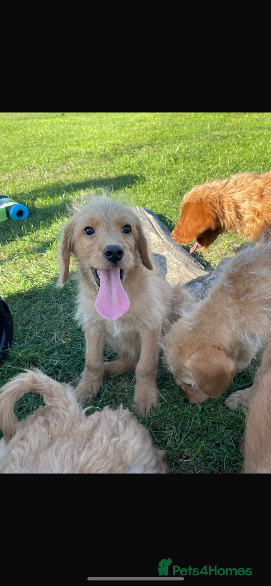 Mini Goldendoodle dogs for sale: F1 Goldendoodle puppies  - Image 9