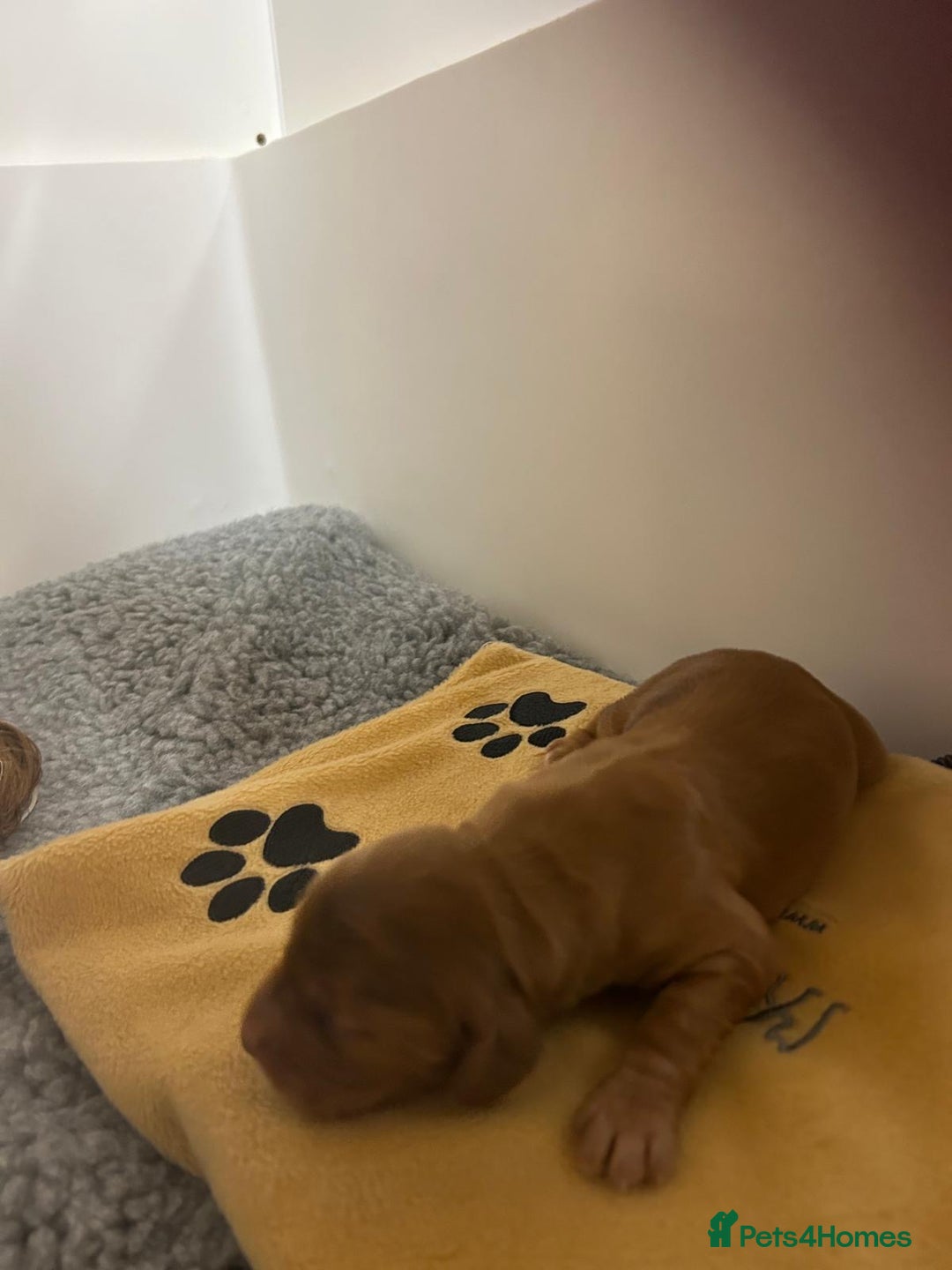 Cocker Spaniel dogs for sale: Show Cocker Spaniel Puppies - Advert 5