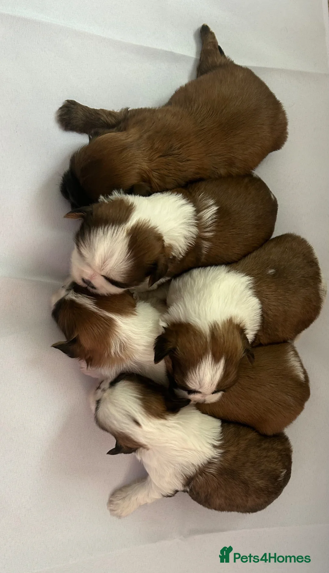 Shih Tzu dogs for sale: 5 adorable little fur baby’s  - Advert 1
