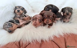 Miniature Dachshund dogs for sale: Stunning litter of Dapples 5 ⭐ Licensed Breeder - Image 16