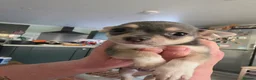 Chihuahua dogs for sale: Chihuahua pups x2 smooth coat - Advert 7