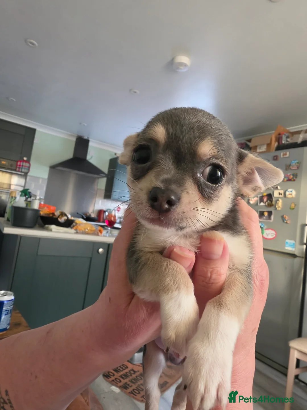 Chihuahua dogs for sale: Chihuahua pups x2 smooth coat - Advert 7