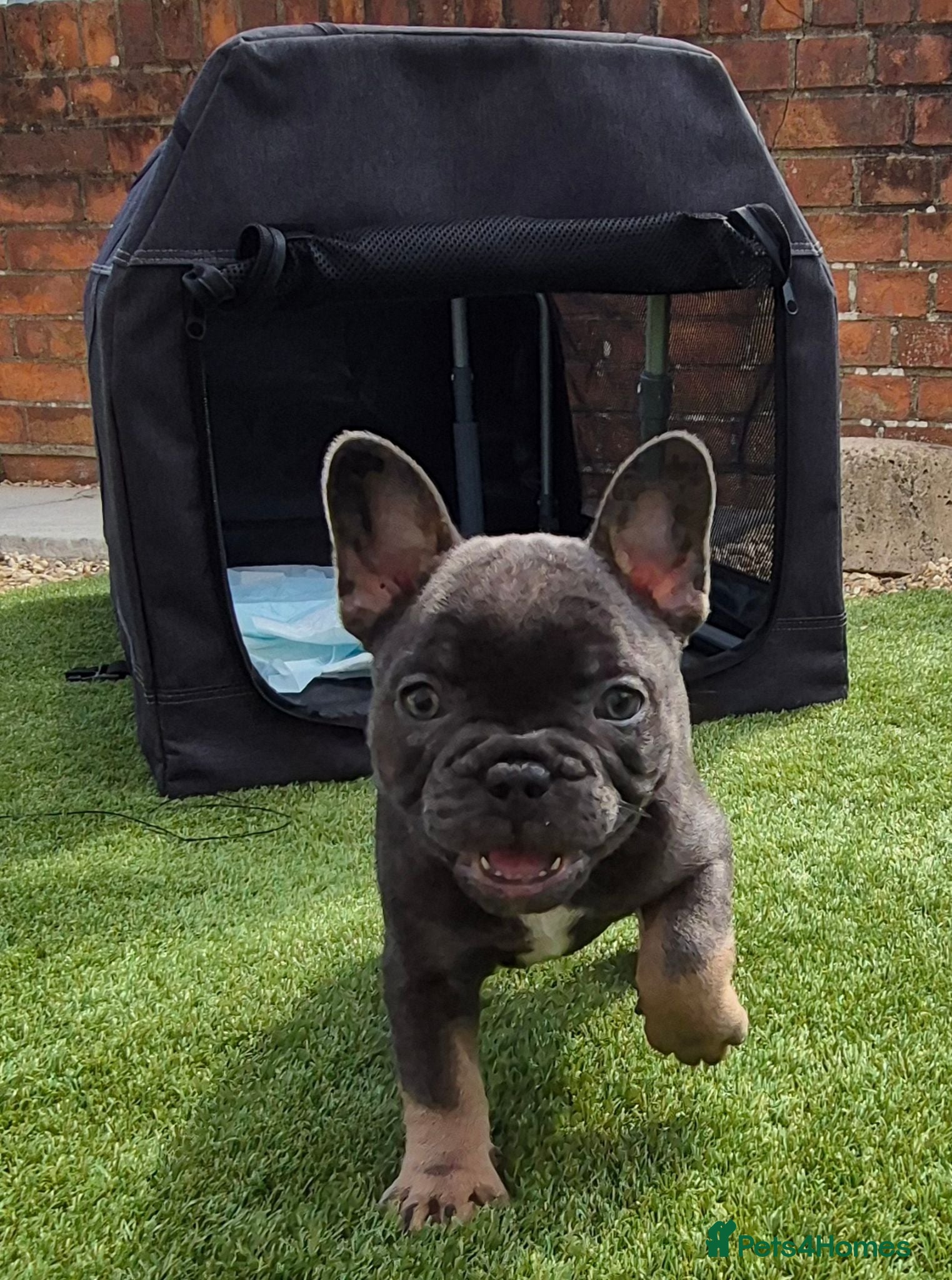 French Bulldog dogs Ready this weekend, Quality KC Registered Frenchie - Advert 2