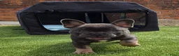 French Bulldog dogs for sale: Last two females ready this weekend, KC Registered - Advert 23
