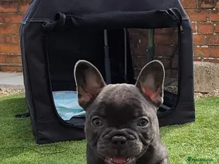 French Bulldog dogs Ready this weekend, Quality KC Registered Frenchie - Advert 2
