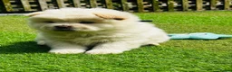 Chow Chow dogs for sale: 5 stunning puppies left !!!!  - Advert 14