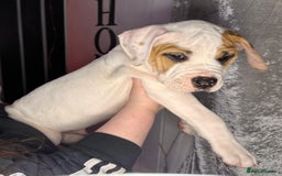 American Bulldog dogs for sale: American Bulldog Puppies – Ready Now! - Image 10