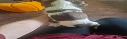 English Springer Spaniel dogs for sale: Outstanding springer boys Ready now! - Advert 5