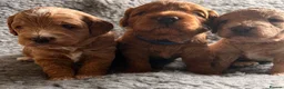 Mini Goldendoodle dogs for sale: F1b Mini Goldendoodle Puppies  - Advert 6