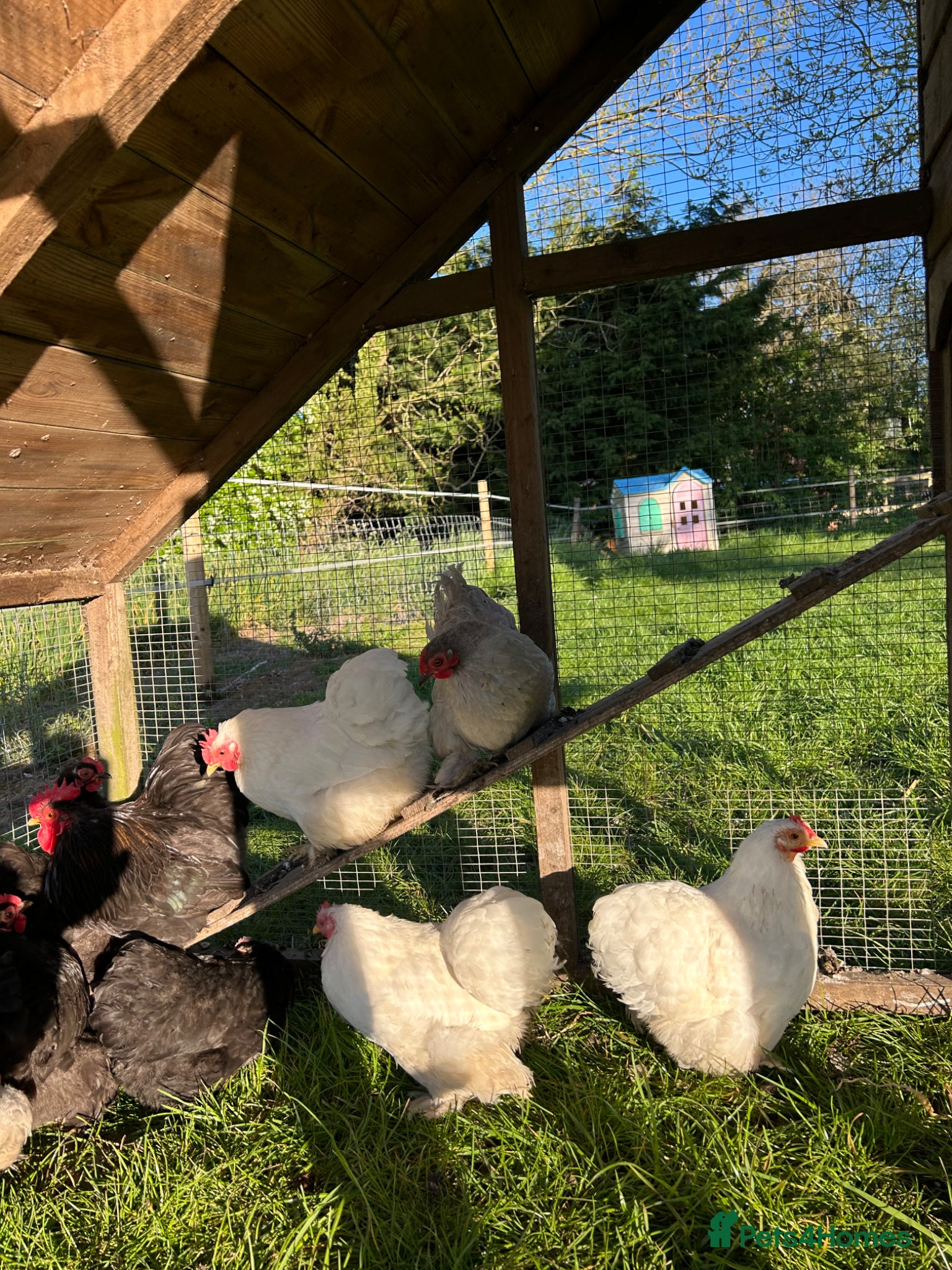 Hens poultry Pekin chickens  - Advert 16