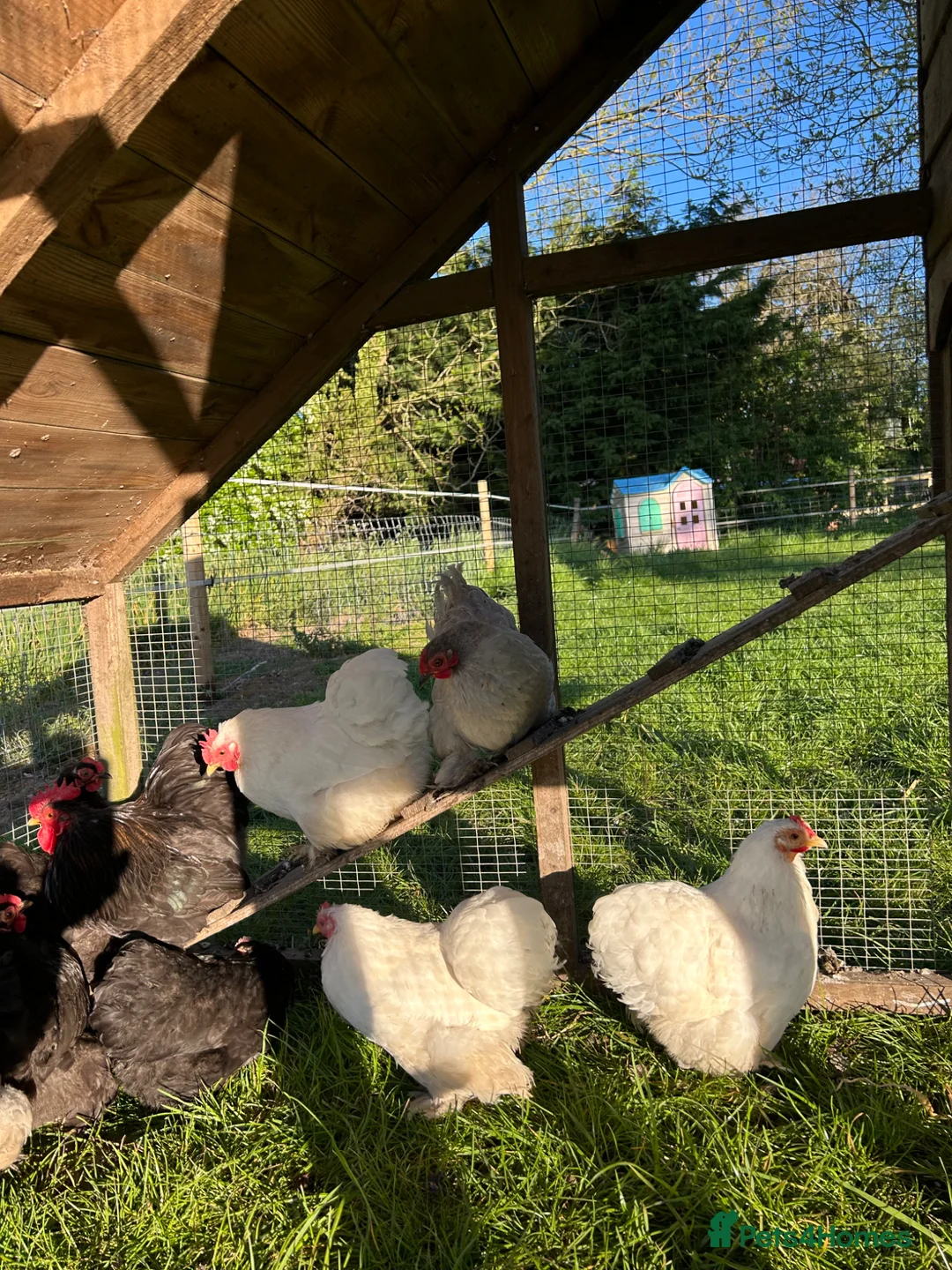 Hens poultry for sale: Pekin chickens  - Advert 1