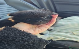 Pomeranian dogs for sale: 3 Pure Pomeranian, Boys Bear&Milo. Girl Ebony - Image 1