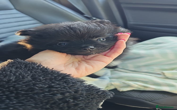 Pomeranian dogs - Advert 13