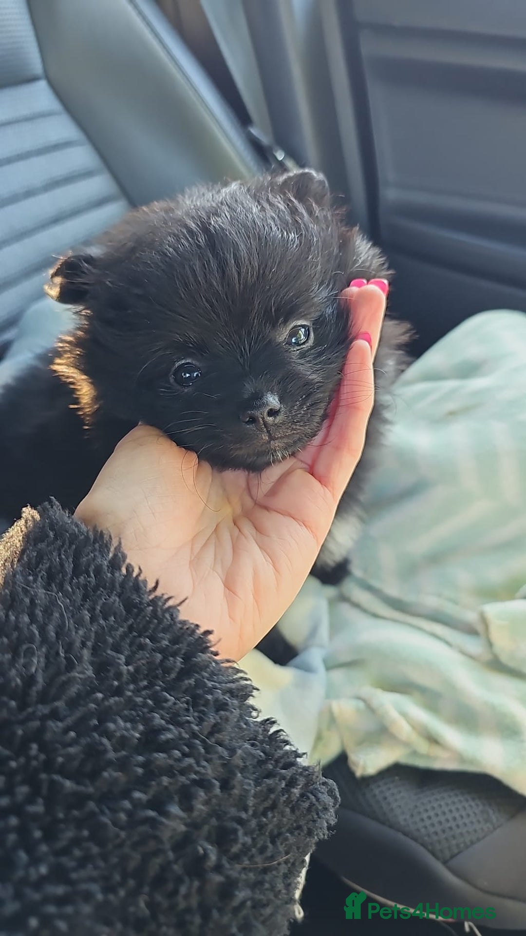 Pomeranian dogs for sale: 3 Pure Pomeranian, Boys Bear&Milo. Girl Ebony - Image 1