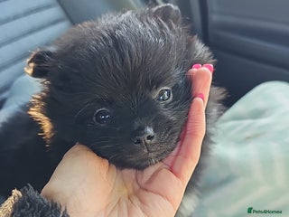 Pomeranian dogs - Advert 31