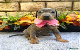 Dobermann dogs for sale: DOBERMAN PUPPIES (BOTH KC HEALTH TESTED PARENTS) - Image 2