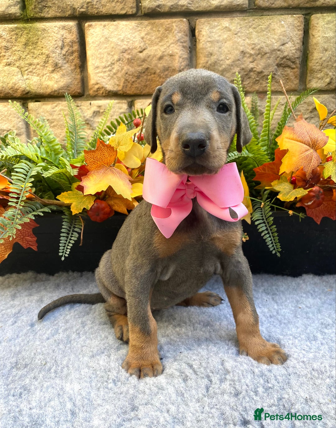 Dobermann dogs for sale: DOBERMAN PUPPIES (BOTH KC HEALTH TESTED PARENTS) - Image 2