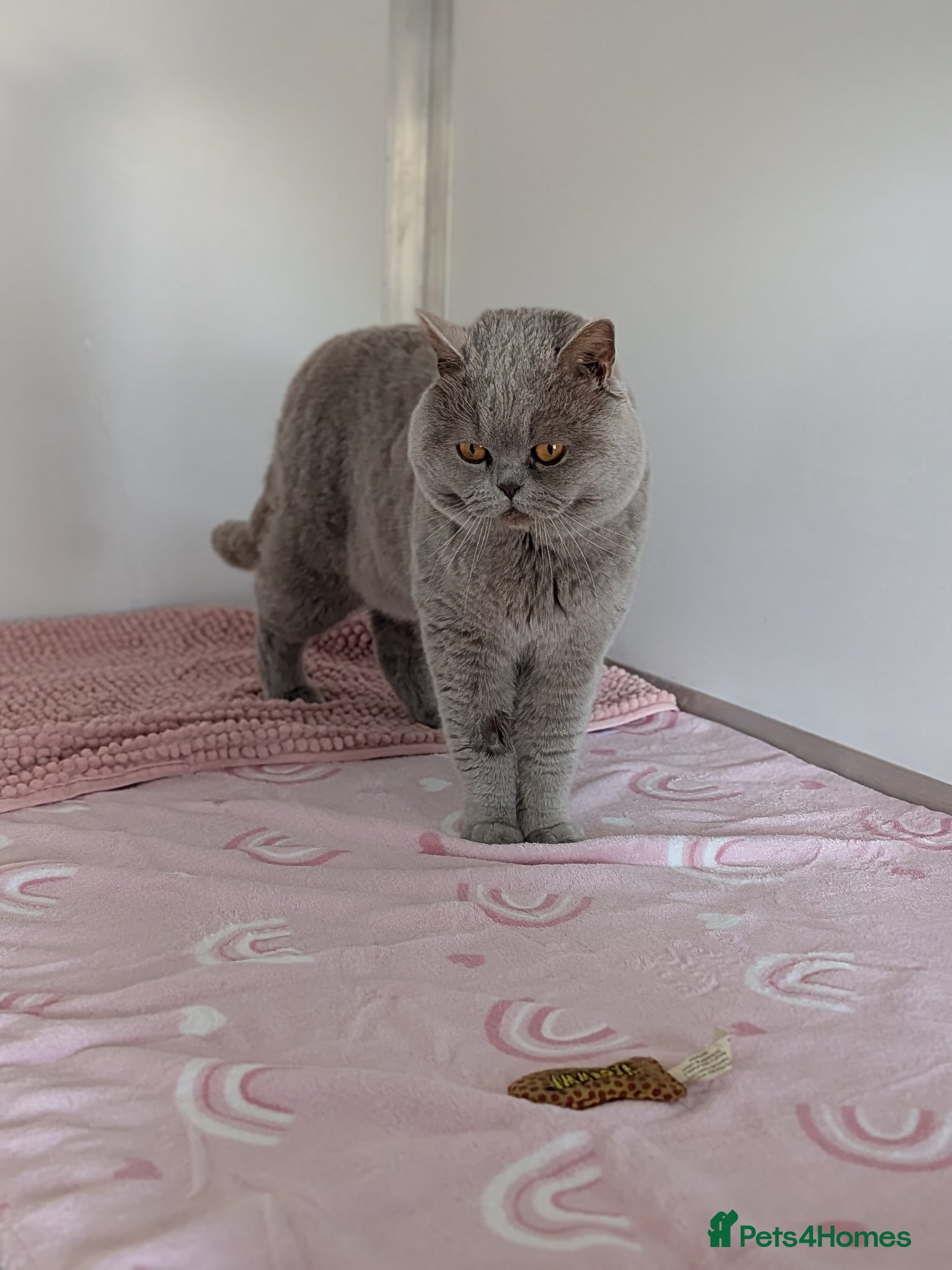 British Shorthair cats Champion lilac BSH, chocolate carrying  - Advert 5