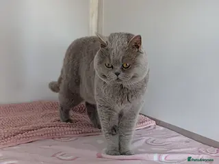 British Shorthair cats Champion lilac BSH, chocolate carrying - Advert 18