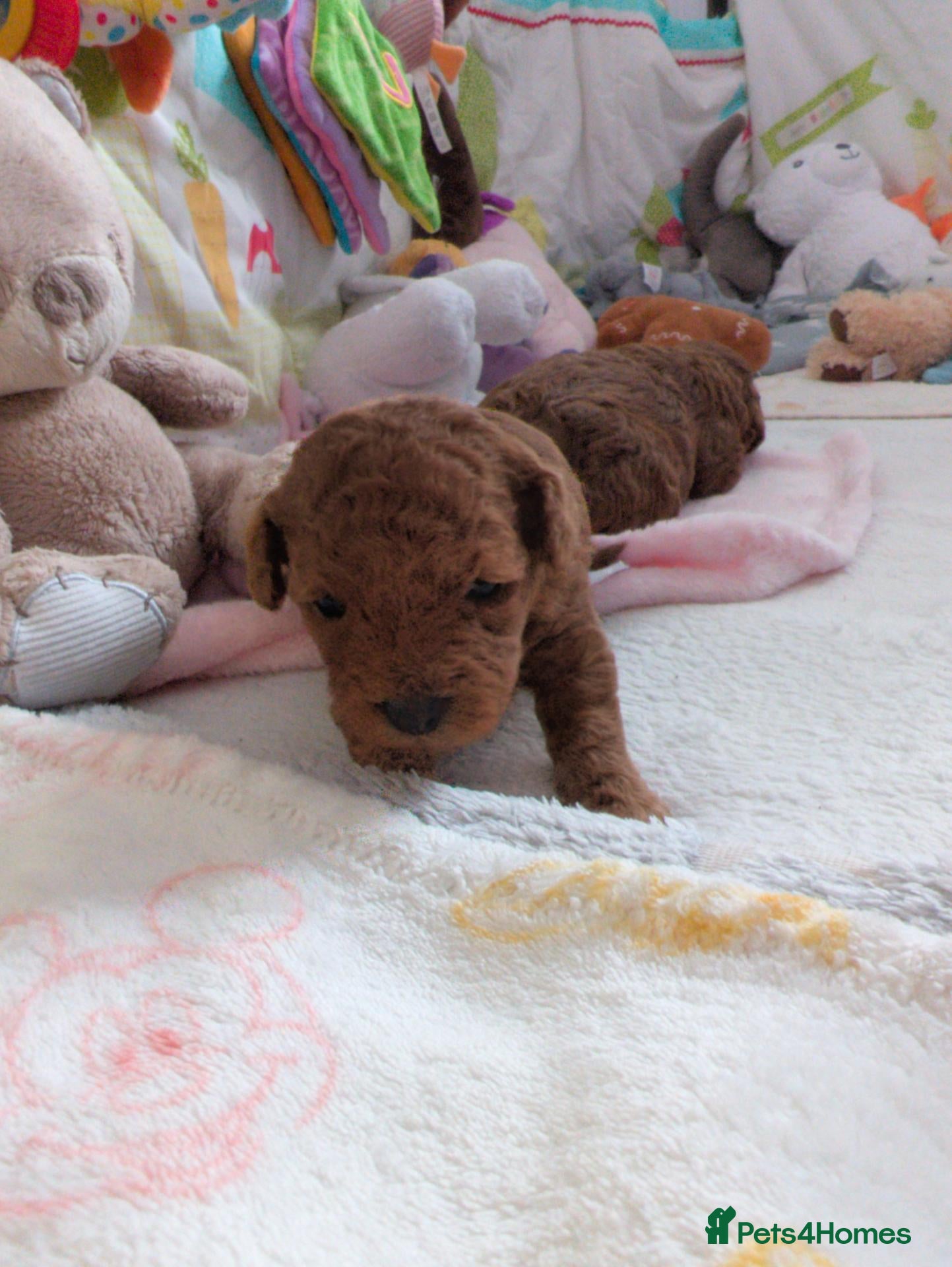 Cavapoo dogs F1B Deep Fox Red Toy DNA Clear Puppies  - Advert 2