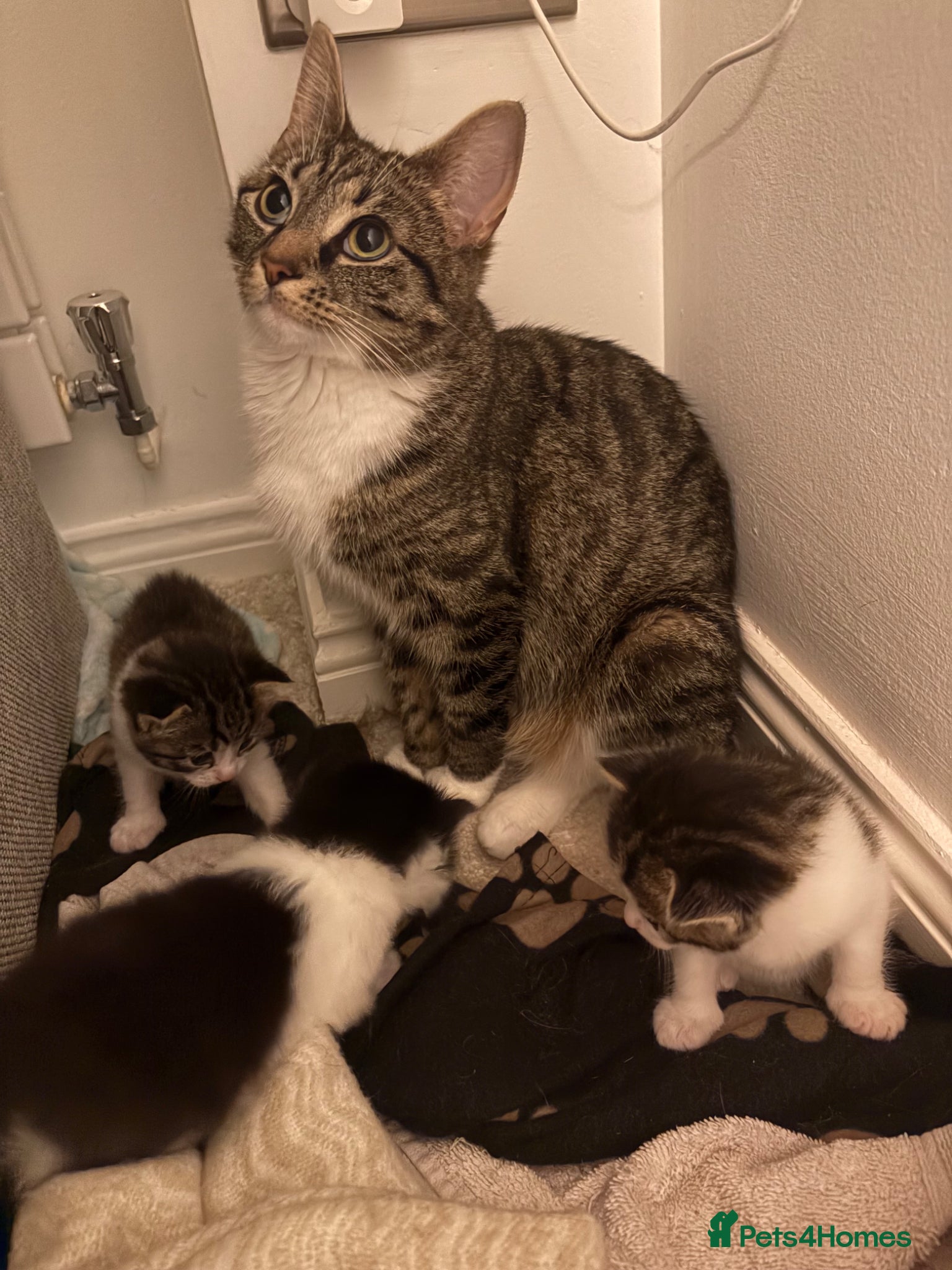 Mixed Breed cats One beautiful girl kitten available  - Advert 1