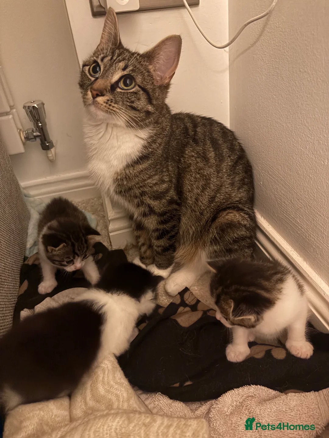 Mixed Breed cats for sale: One beautiful girl kitten available  in Bristol - Advert 1