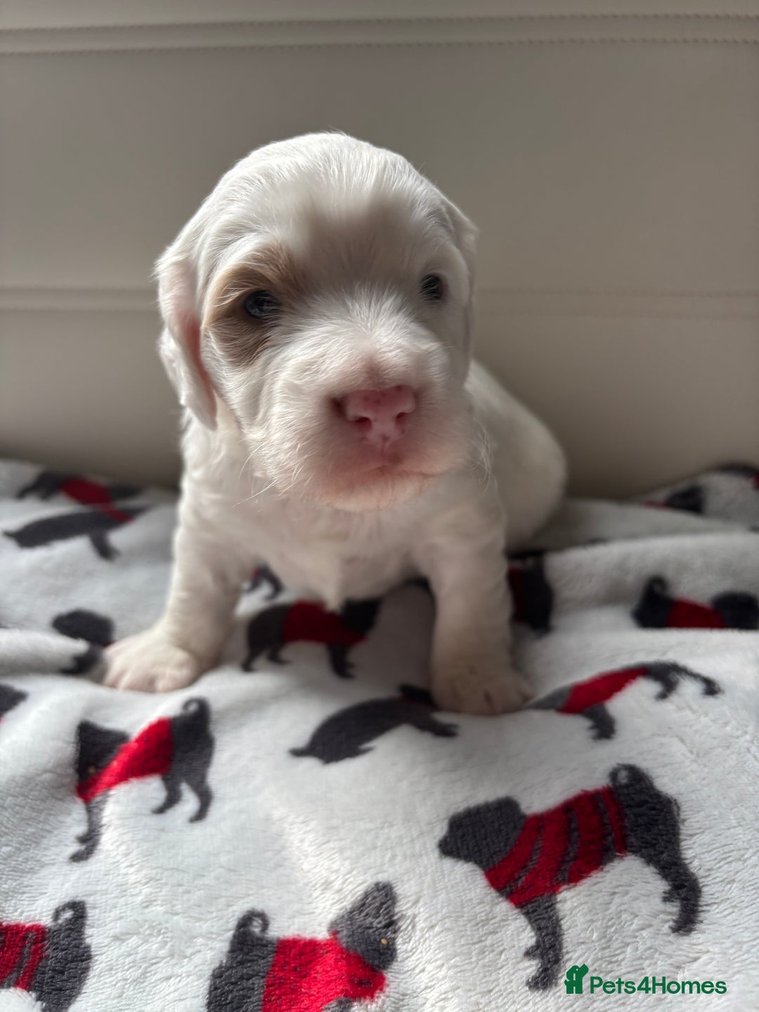 Cockapoo dogs for sale: Adorable F2 Cockapoo Puppies - First Litter  - Advert 10