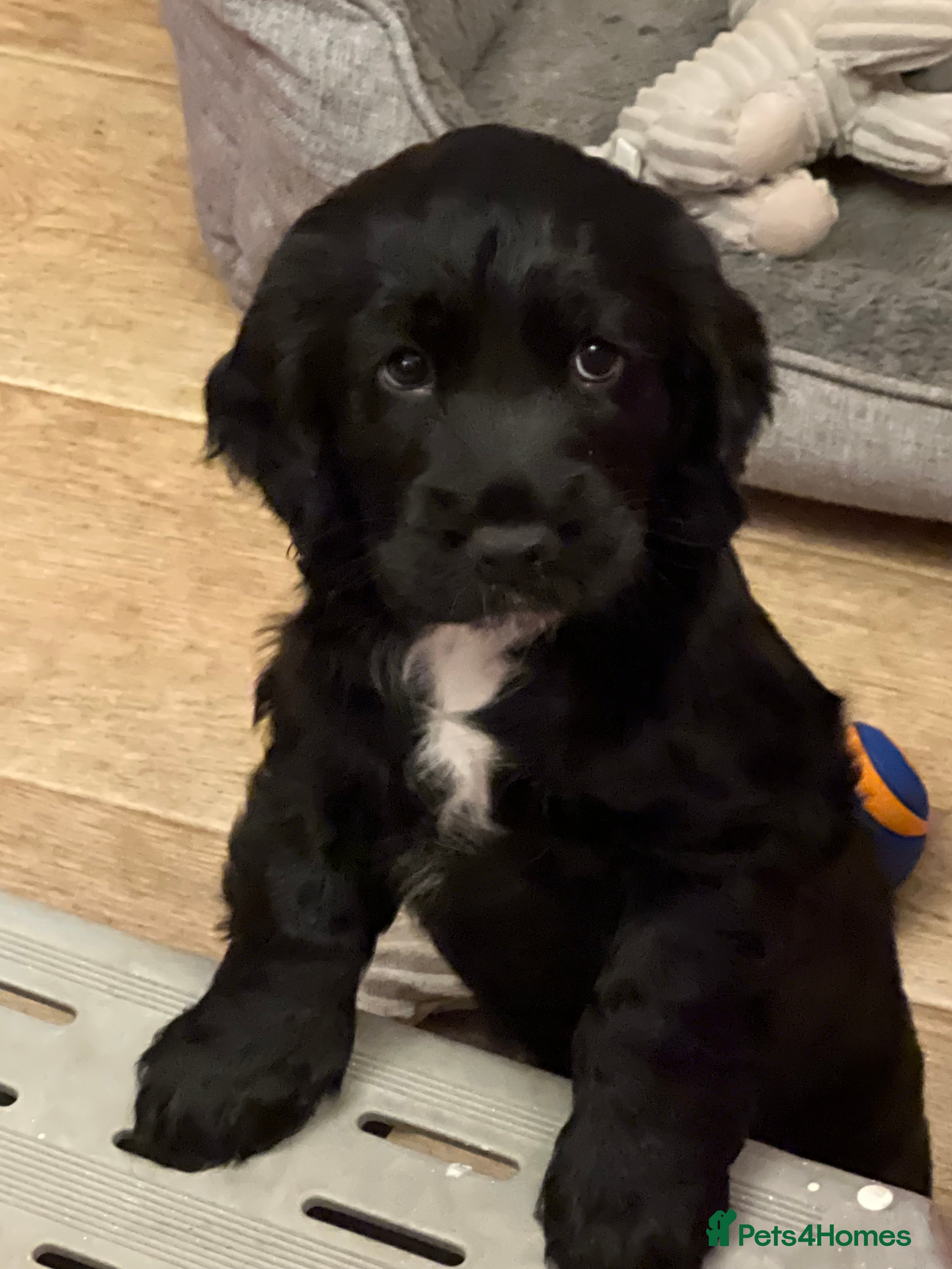 Cocker Spaniel dogs Adorable cocker spaniel Bitch - Advert 17