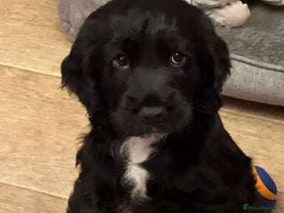 Cocker Spaniel dogs Adorable cocker spaniel Bitch - Advert 3