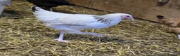 Chickens poultry for sale: POL HYBRID HENS inc coloured eggers - Advert 17