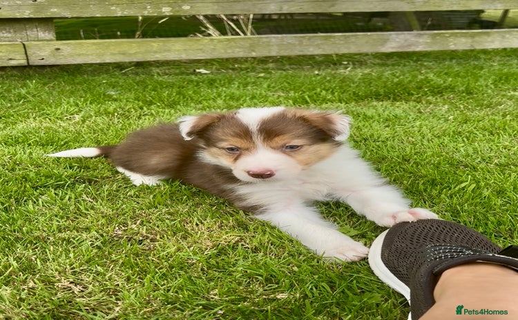 Border Collie dogs - Advert 2