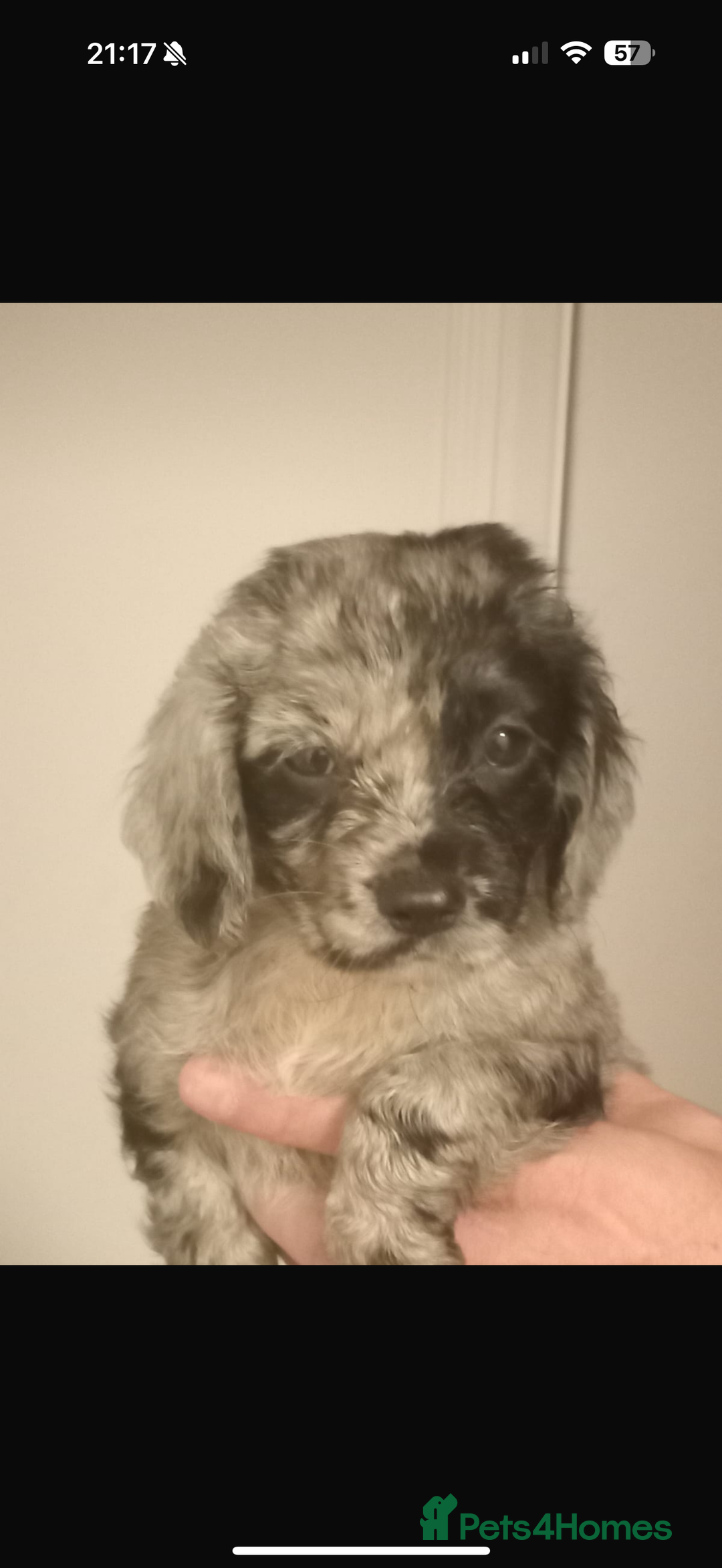 Cocker Spaniel dogs for sale: Working cocker spaniels  - Image 8