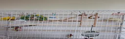 Parakeets birds for sale: Kakariki 2x in Lincoln - Advert 1