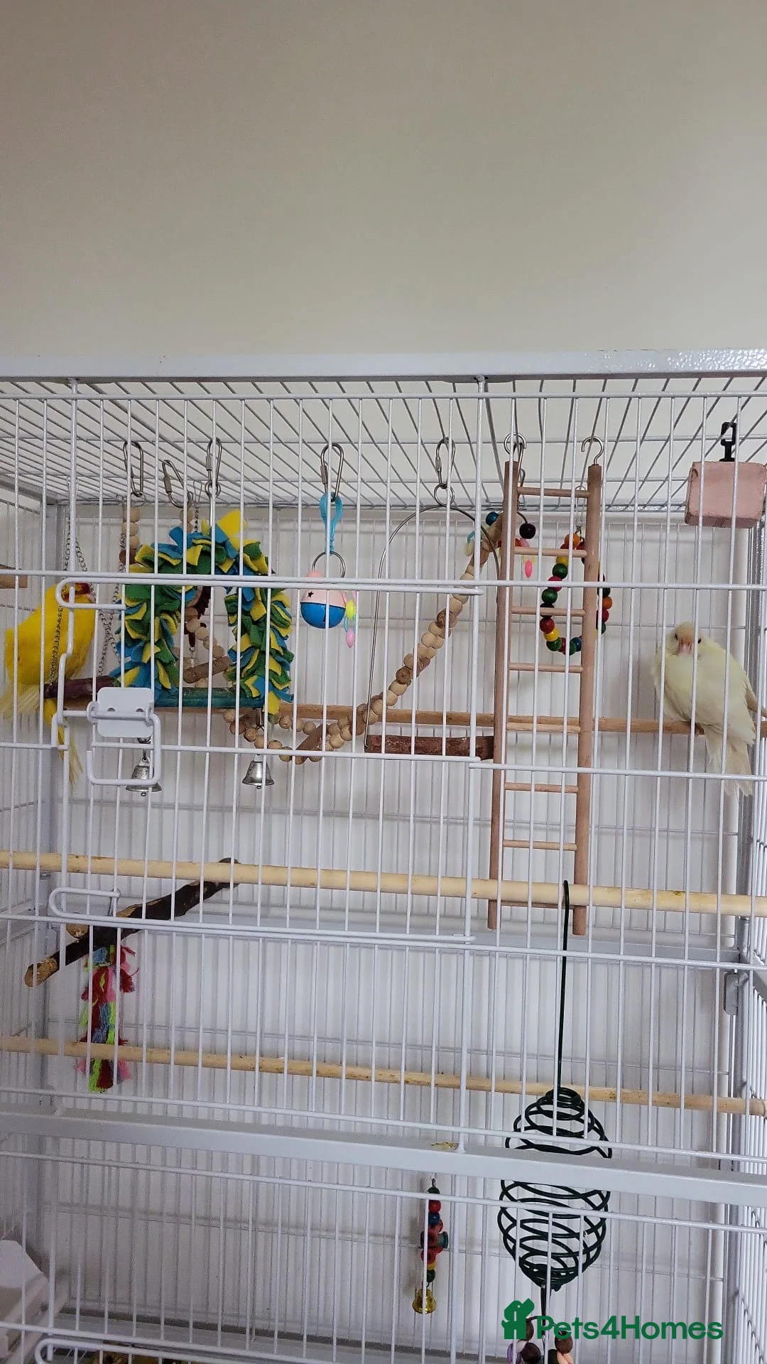 Parakeets birds for sale: Kakariki 2x in Lincoln - Advert 1