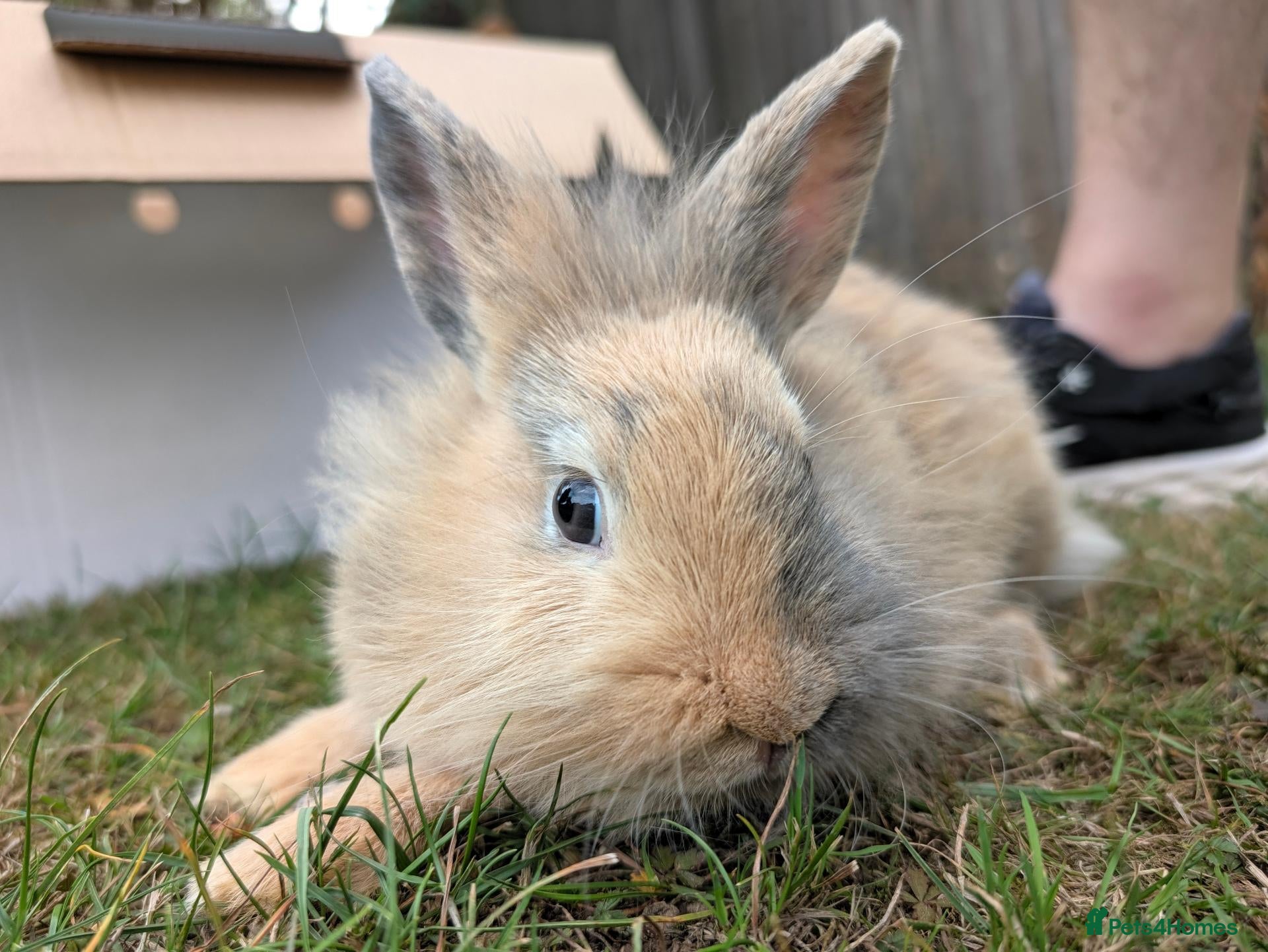 Lionhead rabbits 5 Month Old Lionhead Doe in Basildon - Advert 2