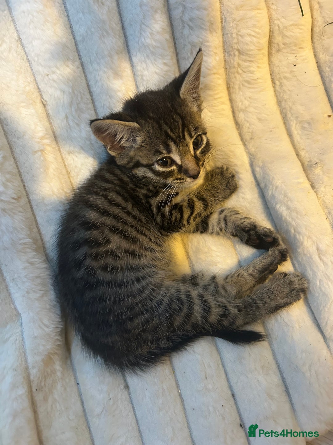 Mixed Breed cats for sale: 6 beautiful kittens ready too go  - Advert 10