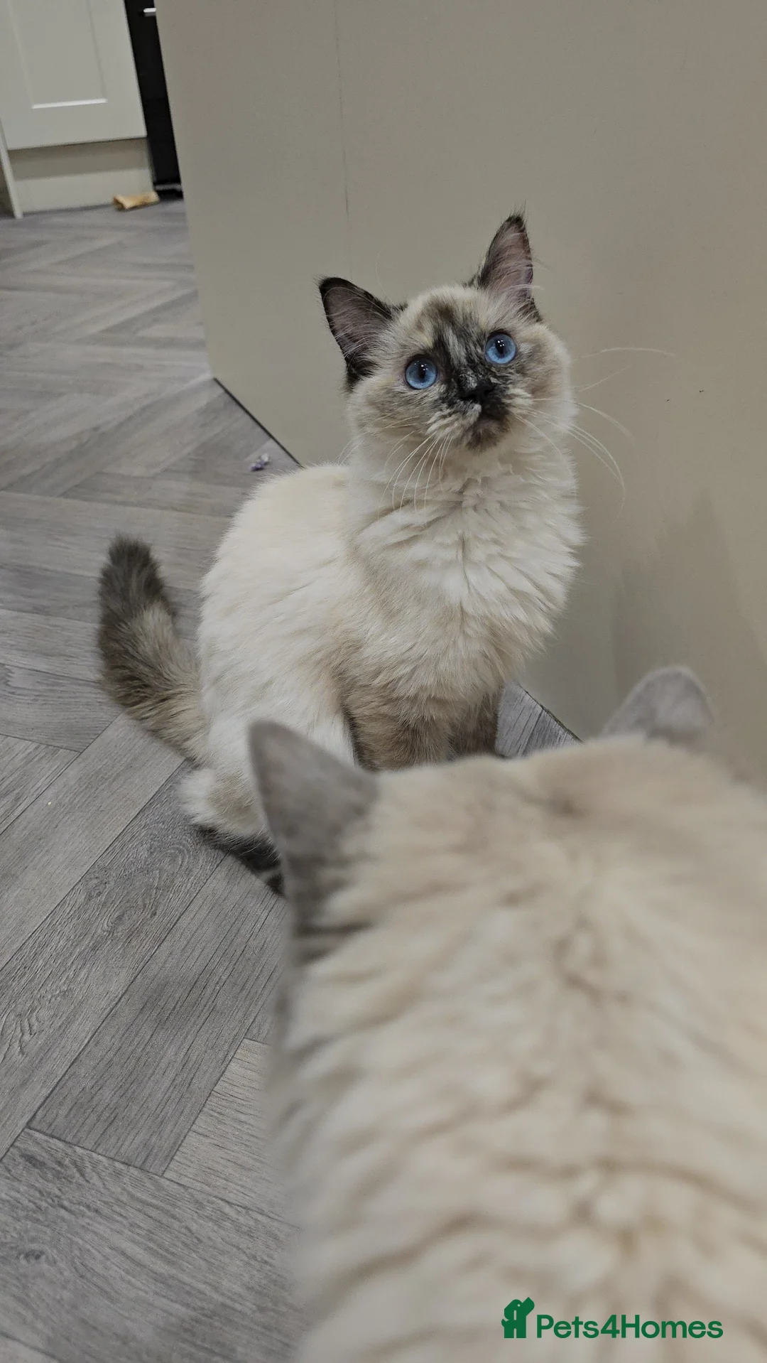 Ragdoll cats for sale: GCCF Registered female. Ready now.  - Advert 2