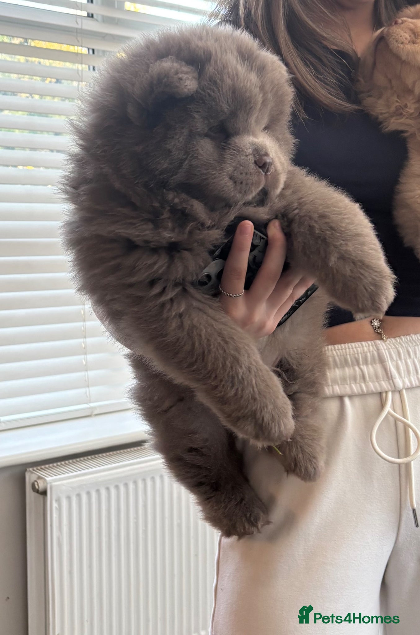 Chow Chow dogs READY lilac 🧸 best in 🇬🇧 not to be missed 🔥  - Advert 1