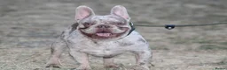 French Bulldog dogs for stud: Isabella & tan merle - Advert 3