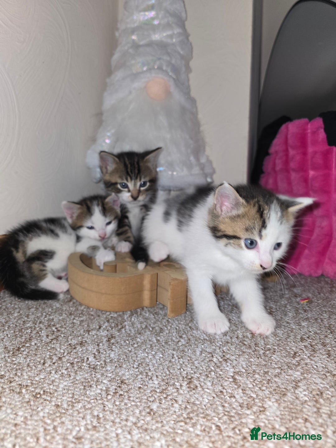 Mixed Breed cats for sale: KITTENS AND MOTHER FOR SALE  - Advert 4