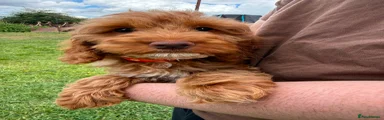  Puppy 4