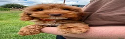 Cockapoo dogs for sale: Gorgeous F1 Cockapoo puppies  - Advert 6