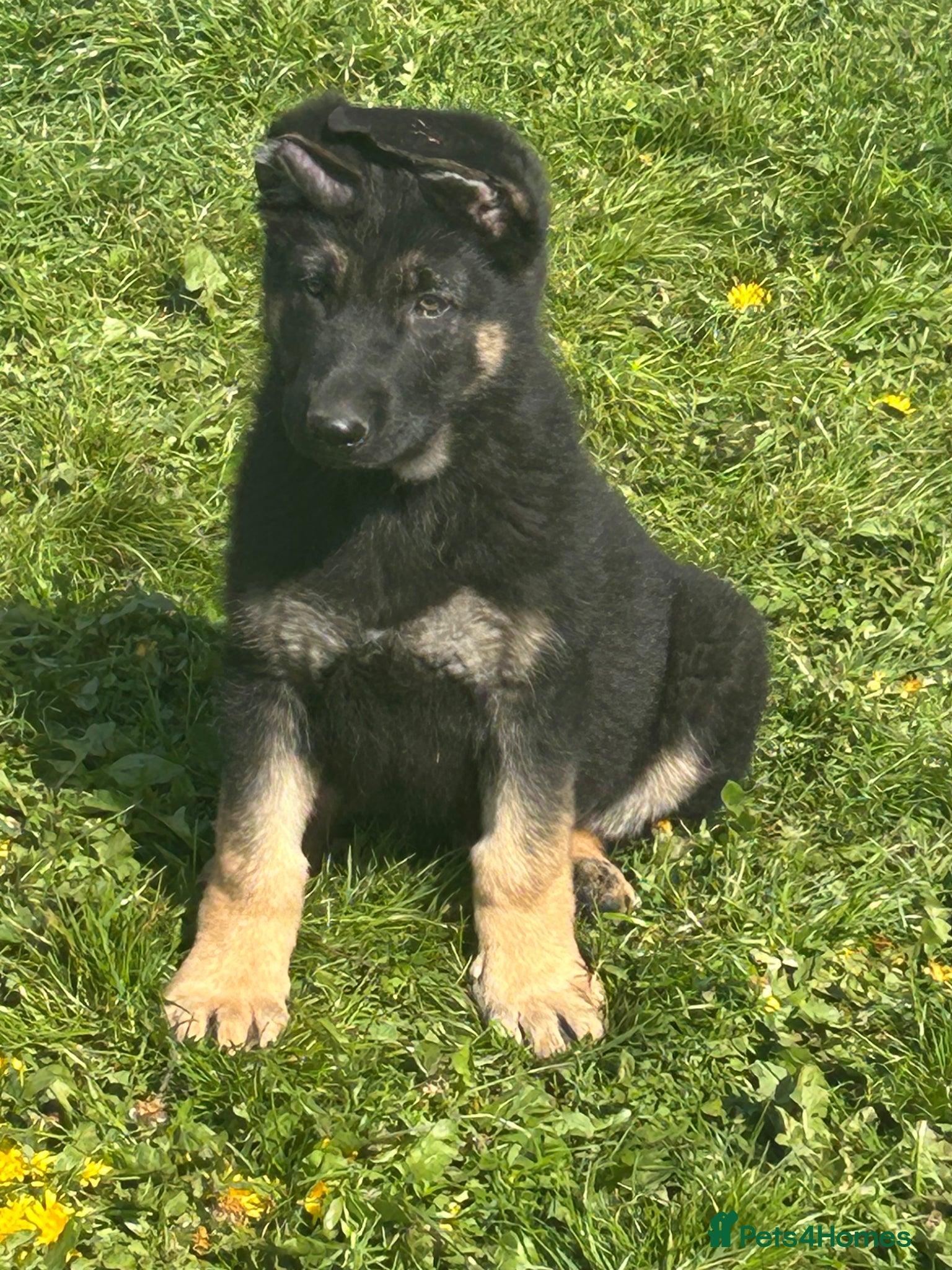 German Shepherd dogs 💙💙Ready Now!! KC Reg German Shepherds💙💙 - Advert 2