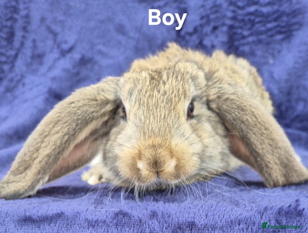 French Lop rabbits for sale: Friendly french lops - Image 5