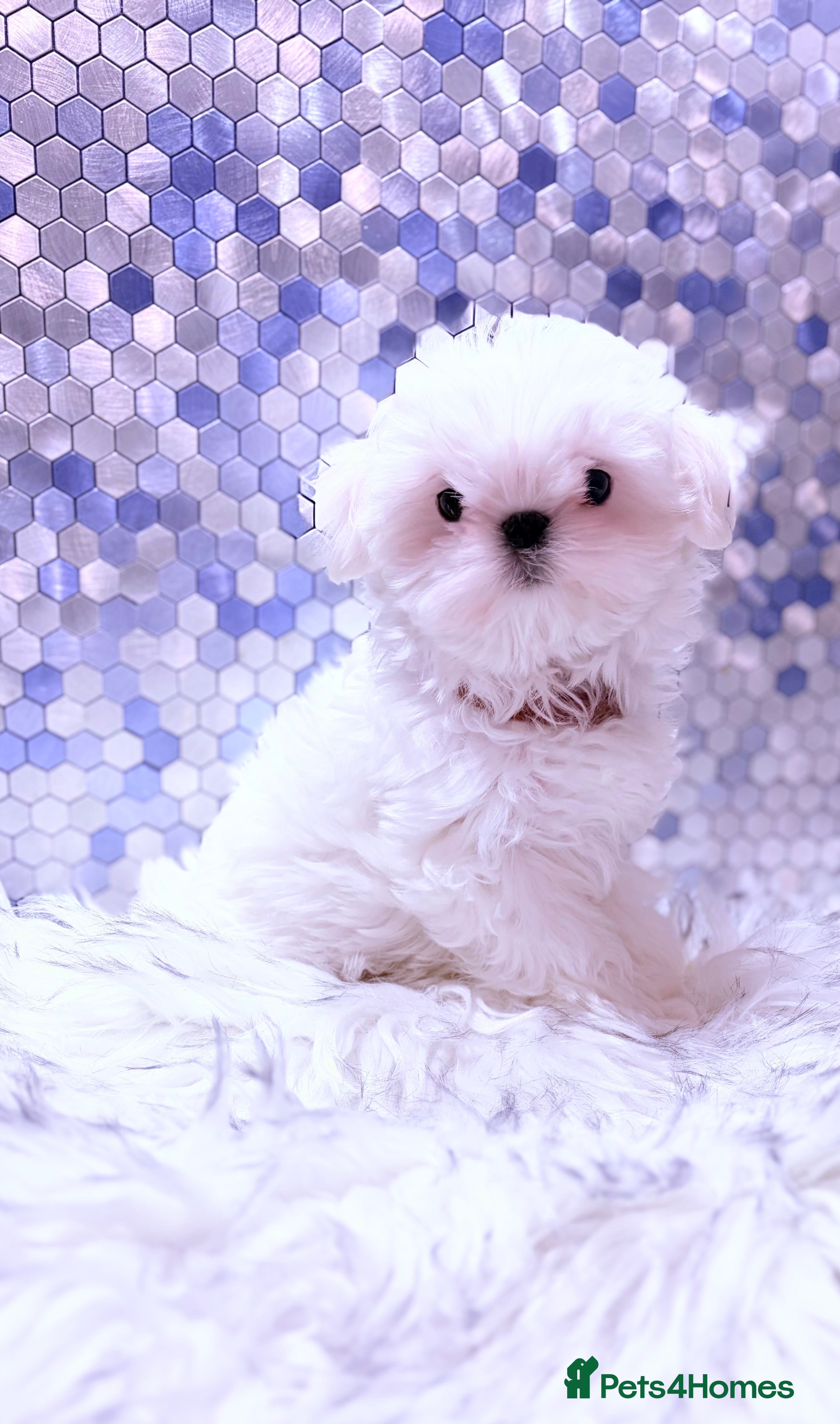 Maltese dogs ❤️🩵Full Korean baby boy ready now ❤️🩵 - Advert 2