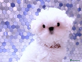 Maltese dogs ❤️🩵Full Korean baby boy ready now ❤️🩵 - Advert 2