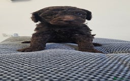 Standard Poodle dogs for sale: KC standard poodle for sale ! - Image 1
