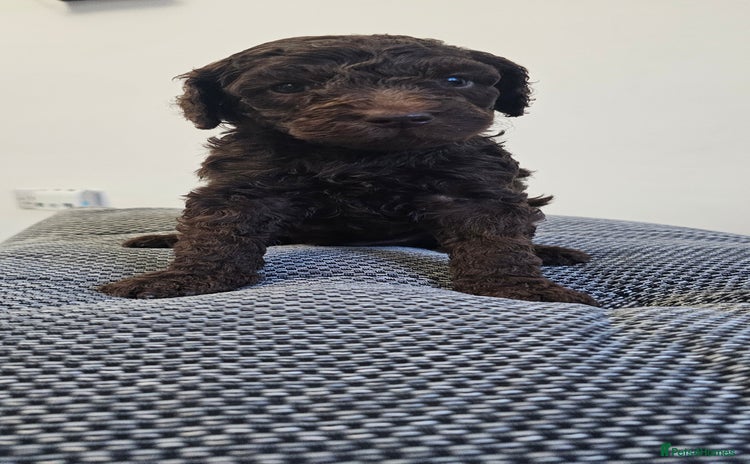 Standard Poodle dogs - Advert 16