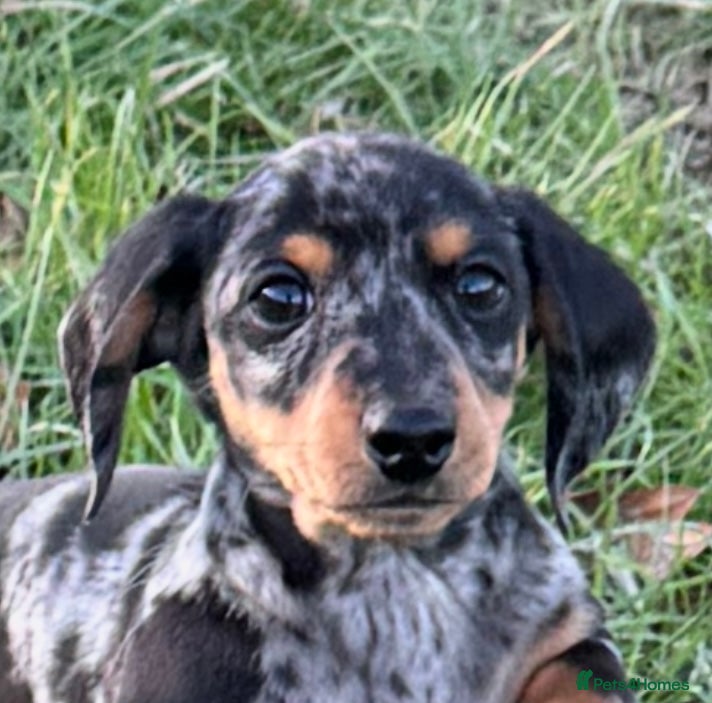 Dachshund dogs Gorgeous very small miniature dachshund  - Advert 1